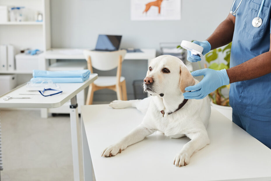 veterinary-clinic